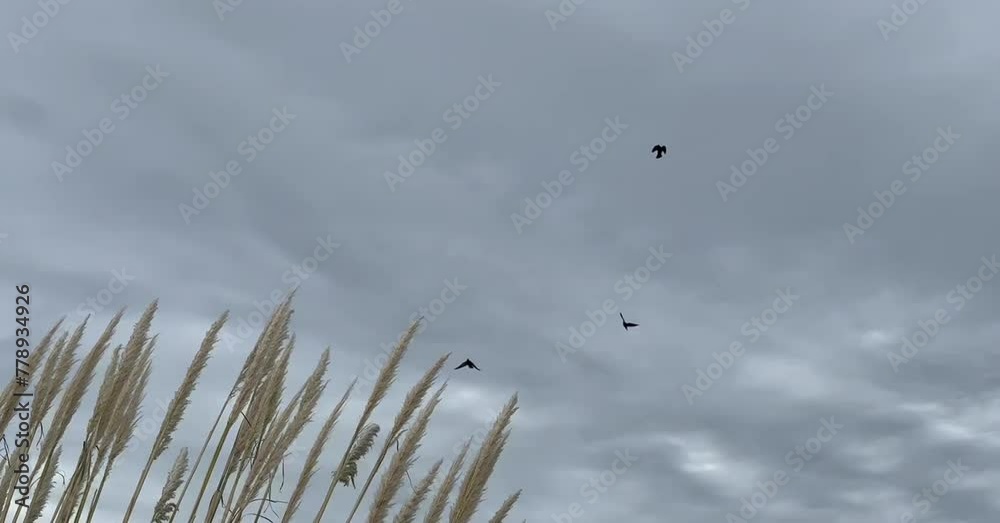Aves volando en el cielo con colas de zorro flameando por el viento 