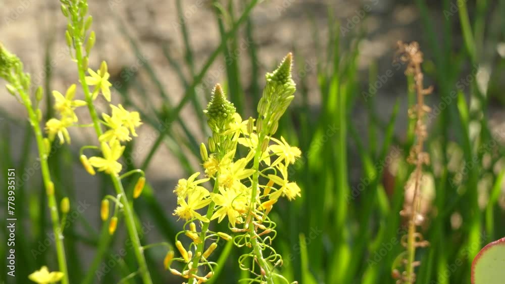 Bulbinella is genus of plant in family Asphodelaceae, subfamily Asphodeloideae. Many species are endemic to Cape Province in western South Africa, confined to winter rainfall area. Bulbinella is genus of plant in family Asphodelaceae, subfamily Asphodeloideae. Many species are endemic to Cape Province in western South Africa, confined to winter rainfall area.