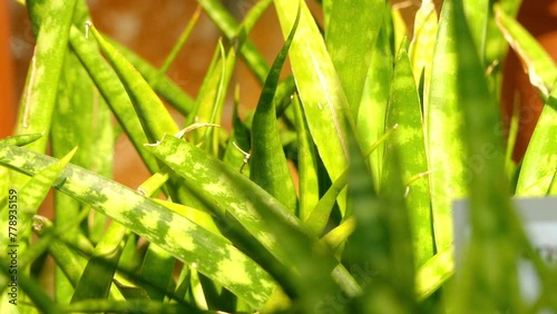 Sansevieria parva is flowering plant photo