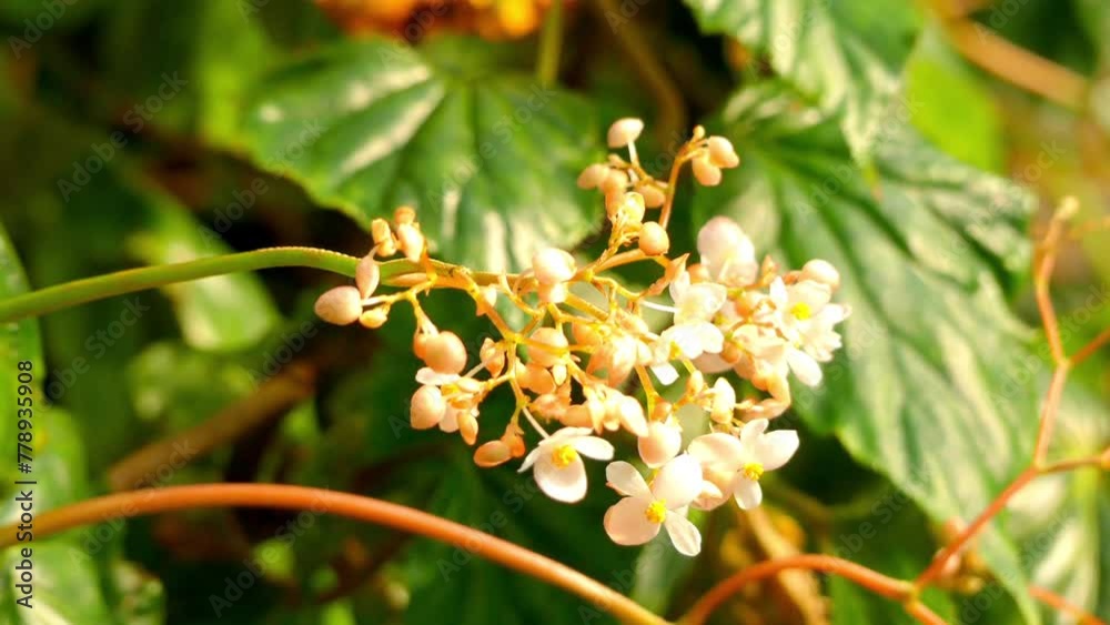 Begonia brachypoda in family Begoniaceae Begonia brachypoda in family Begoniaceae