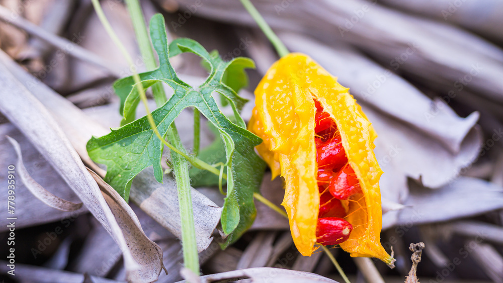 Characteristics of ripe yellow fruit and bright red seeds of Momordica ...