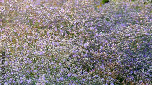 Kermek broadleaf (Limonium platyphyllum) photo