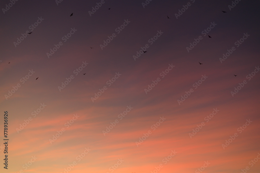 Twilight sky with Bats flying, Abstract sky clouds texture background
