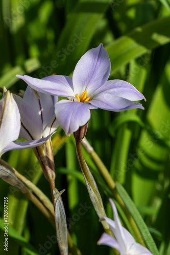 Ipheion uniflorum  Charlotte Bishop  a spring mid to lilac perennial flower plant commonly known as starflower