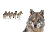pack of wolves isolated on white background