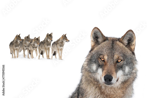 pack of wolves isolated on white background