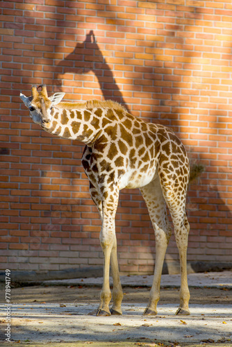 shadow and light drop shadow on a giraffe on the background of a brick wall