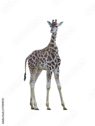 young giraffe isolated on white background