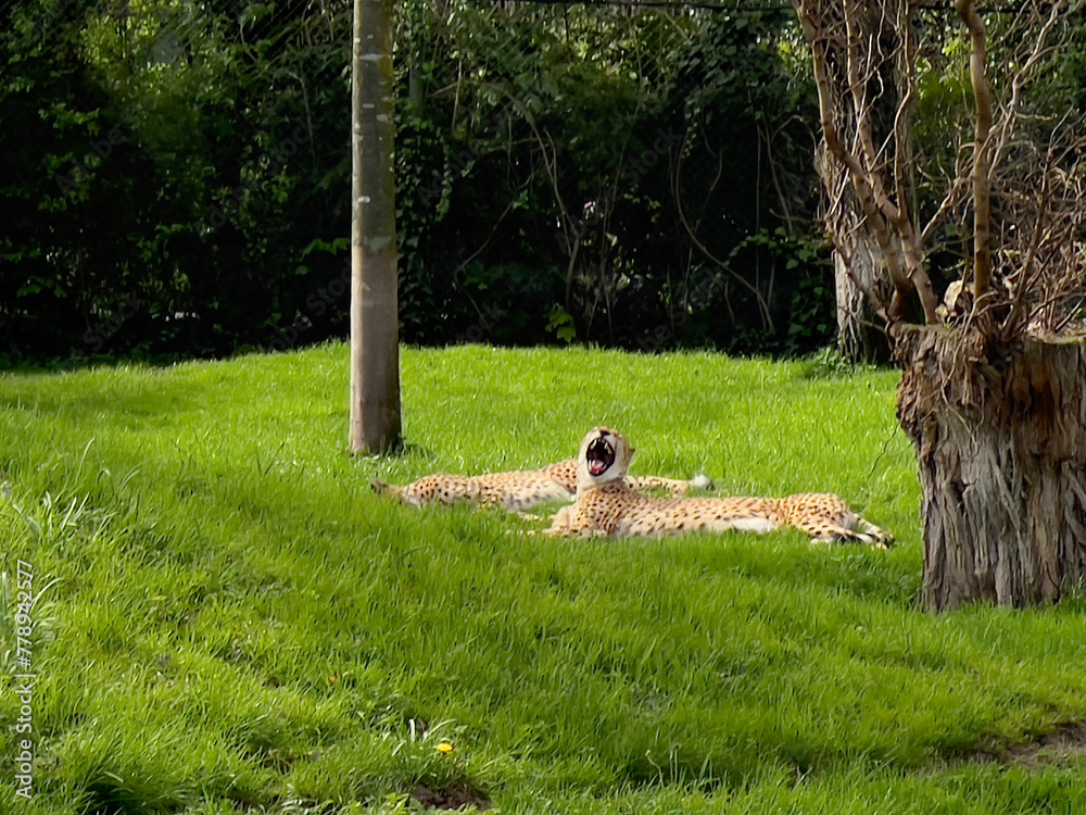Fototapeta premium On a hot spring day, cheetahs doze in a green meadow. Sun-weary cheetahs rest on green grass on a hot spring day.