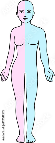 Half male half female body outline. Nude human body separated in two parts, pink and blue. Gender identity, sex transition. Isolated clip art illustration with transparent background.