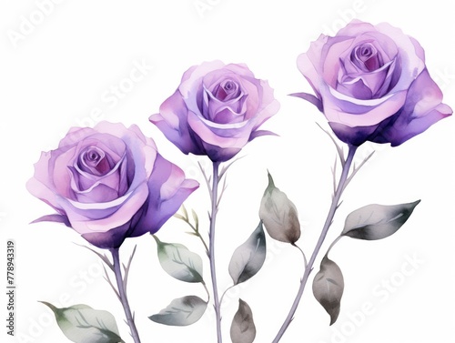 Lavender roses watercolor clipart on white background  defined edges floral flower pattern background with copy space for design text or photo backdrop minimalistic 
