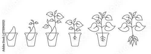 The sweet potato plant seedling growth. Yams growing progression. Editable outline stroke. Vector line open paths illustration. © ilyakalinin