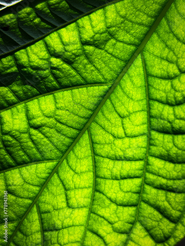 green leaf texture