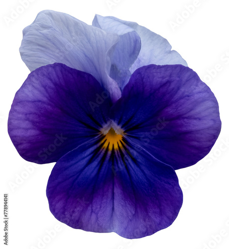 Dark and light blue colored pansy blossom, close up, isolated image on transparent background © Jan