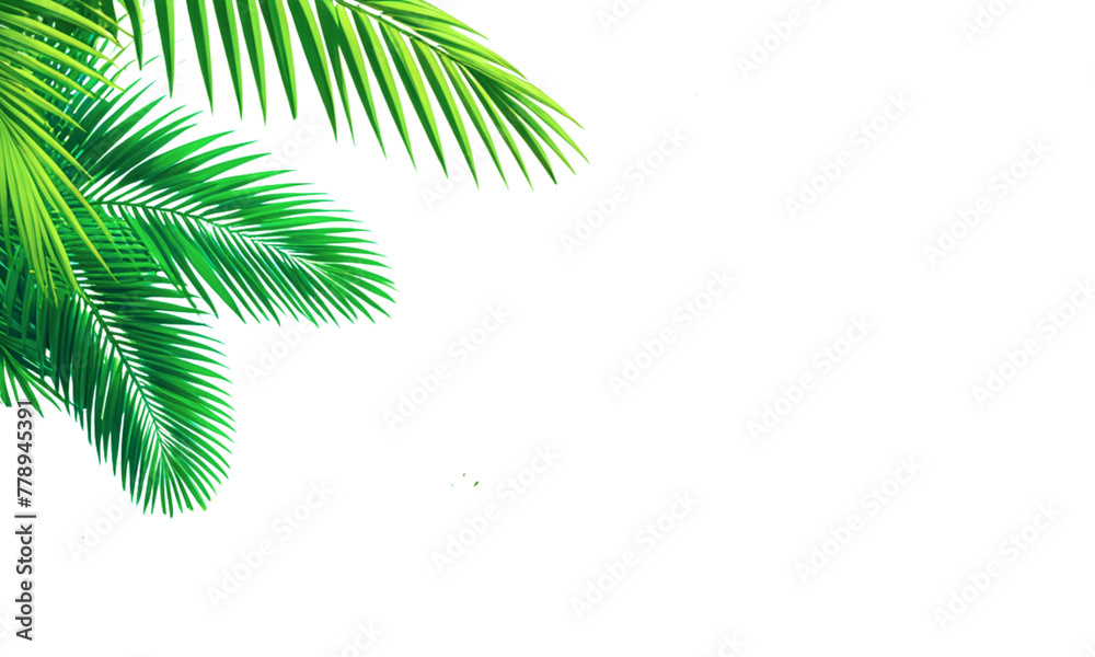 Green leaves of coconut palm trees isolated on a white background for graphic design