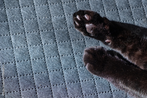 paws of a black cat with dark pads, cute desktop screensaver photo