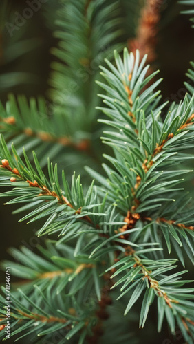 Pine Fir Branch: Evergreen Beauty in Nature