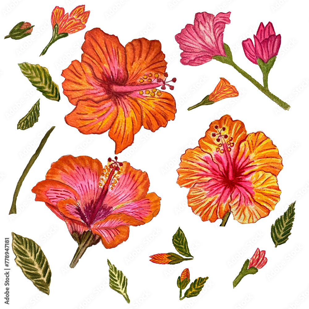 Collection of flowers Hibiscus Collection of flowers Hibiscus