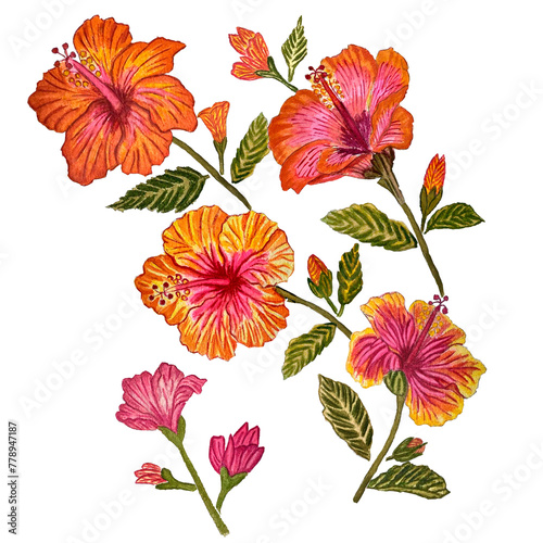 Fototapeta Naklejka Na Ścianę i Meble -  Collection of flowers Hibiscus