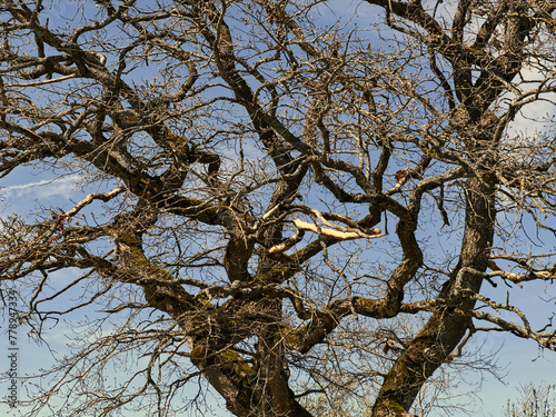 tree branches against sky/ aktueller Klimawandel in Europa