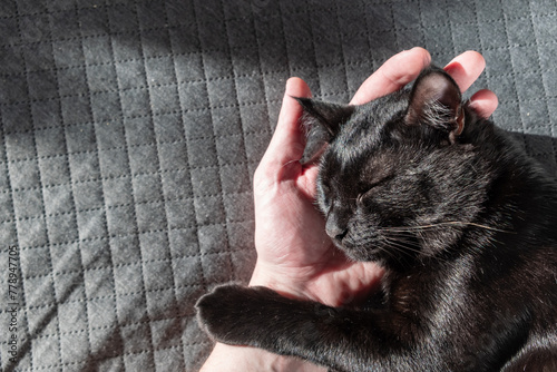 A small black domestic outbred mestizo kitten sleeps sweetly with his head on a human hand