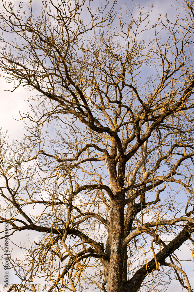tree and sky aktueller Klimawandel in Europa tree and sky aktueller Klimawandel in Europa