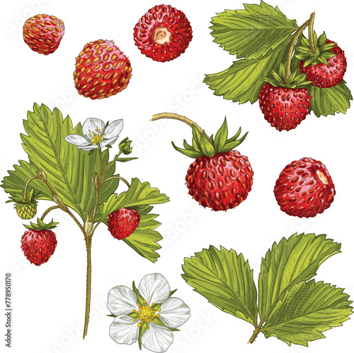 Hand drawn fresh wild strawberry. Set sketches with wild strawberry on a branch, with berries, leaves and flower. Vector illustration isolated on white background.
