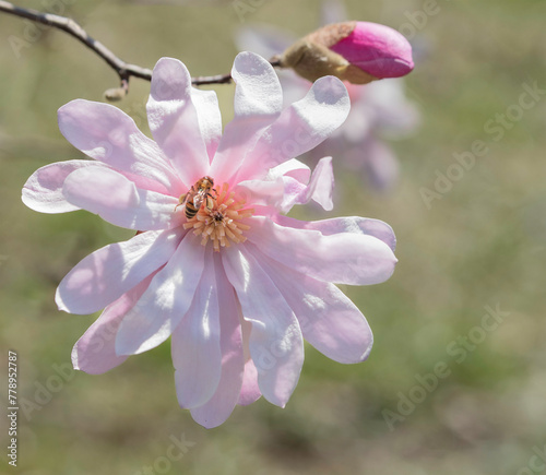 bee on pink magnolia