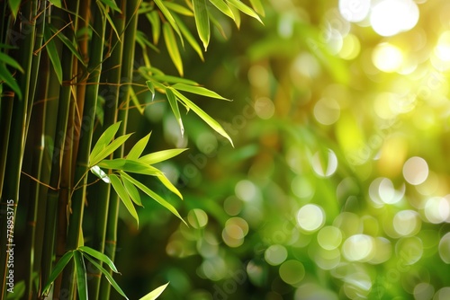 Bamboo background 