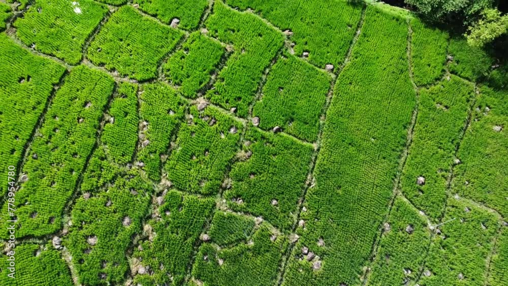 Aerial view of rice fields Aerial view of rice fields