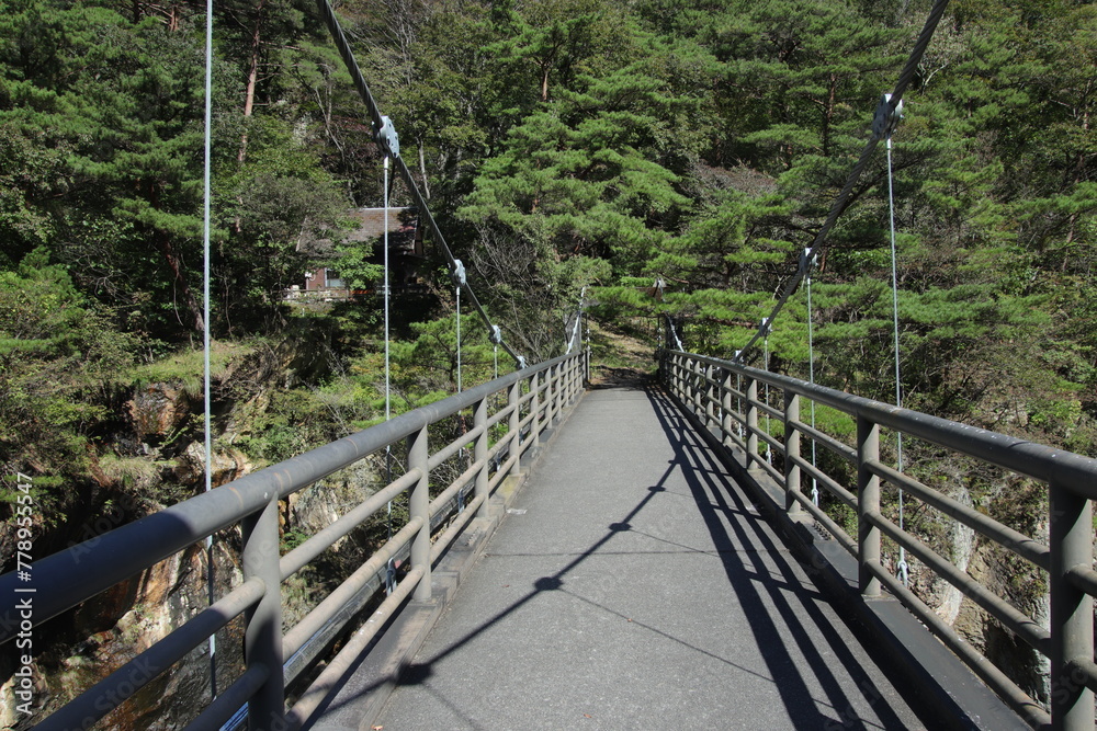 Fototapeta premium bridge in the forest