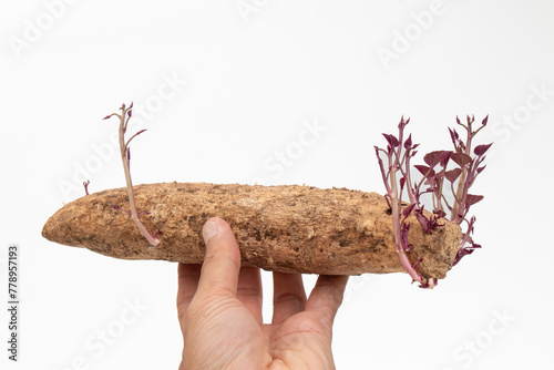 Hand​ of​ man​ pick up​ Sweet potato plants to​ show on​ white background​ sweet​ potato​ that grow from the tubers to be planted. The sweet potato sprouts are purple. photo