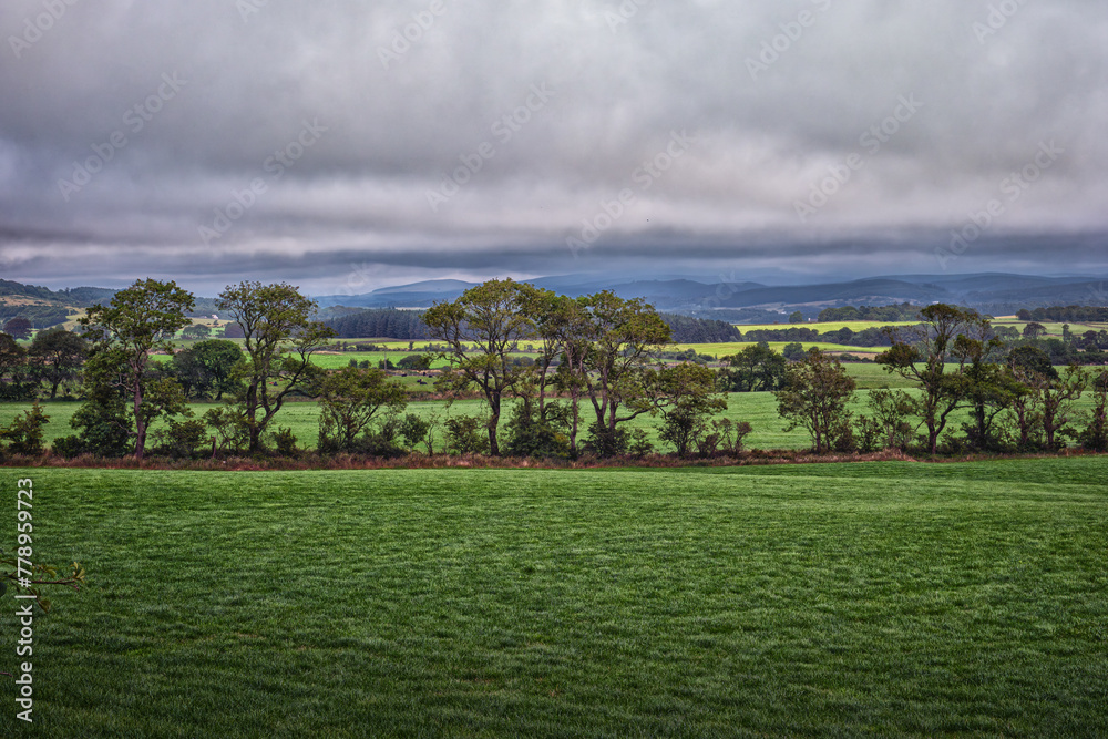 Fototapeta premium Trees row in a Meadow Pasture Landscape