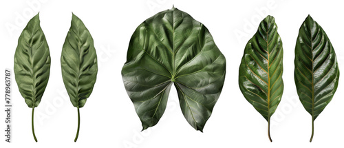 Broad leaf plants isolated on transparent background