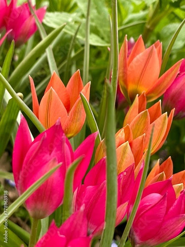 Orange and pink Little tulips in garden