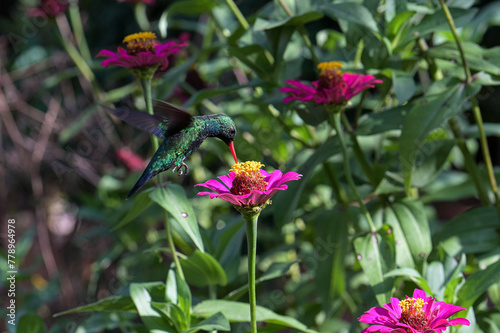 Hummingbird collecting nectar