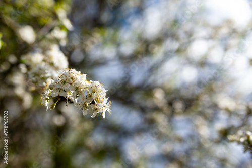 Beautiful plum fruit flowers at a bright sunny spring day, space for text.