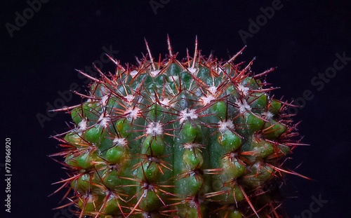 Notocactus (Parodia) sp. - round cactus with red spines in the botanical collection photo