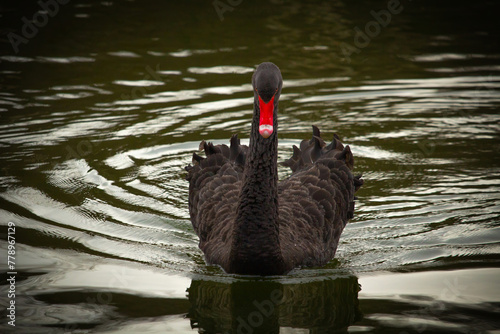 Fototapeta Naklejka Na Ścianę i Meble -  Black swan on black background (Cygnus atratus).