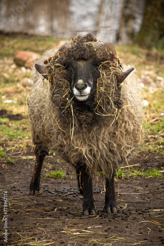  A close up of a male sheep photo