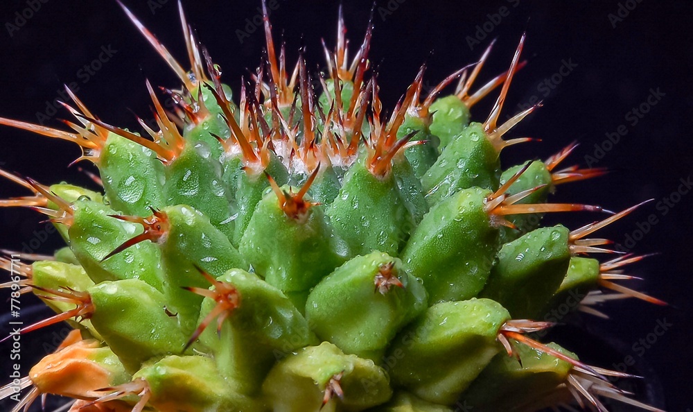 Mammillaria magnimamma - spiny cactus with large papillae in a botanical collection Mammillaria magnimamma - spiny cactus with large papillae in a botanical collection