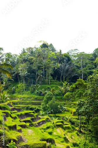 A beautiful rice field in Ubud Bali Indonesia August 2022. This was on a bright sunny day and the sight was truly breath taking. There was lots of traditional farming methods to be seen here.