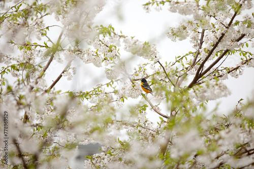 Oriole in a Cherry Tree