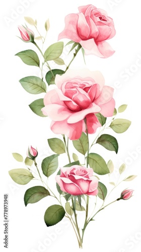 Pink roses watercolor clipart on white background  defined edges floral flower pattern background with copy space for design text or photo backdrop minimalistic