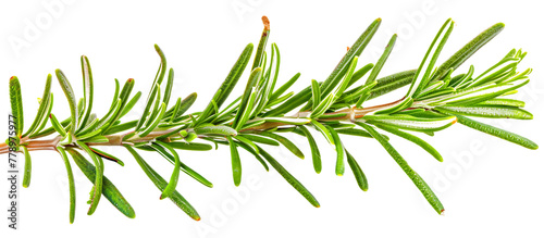 A closeup of an isolated rosemary sprig, with its green leaves and delicate structure highlighted against the white background
