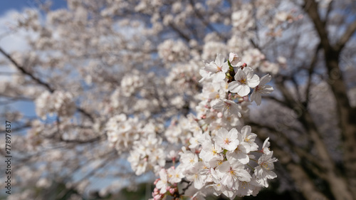 桜、cherry blossom © takaxi