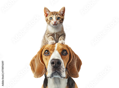 A cute cat sitting on the head of an orange beagle dog, isolated on a light blue background