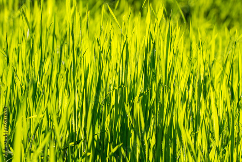 Green grass . Nature concept for design.  Bright natural bokeh. Sunny morning. Small depth of field. Abstract nature background . Concept for design or For add text .  Close Up.