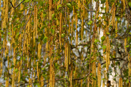 Bright spring background - blooming catkins on a birch tree. Spring nature.Close up.Natural background. Allergy to birch pollen.
