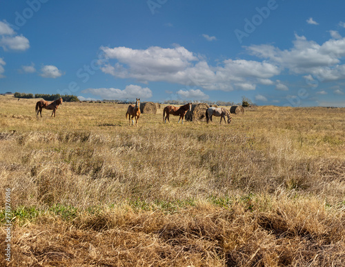 Horses grazing in a field © brelsbil